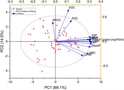 Co-application of organic amendments and inorganic P increase maize growth and soil carbon, phosphorus availability in calcareous soil